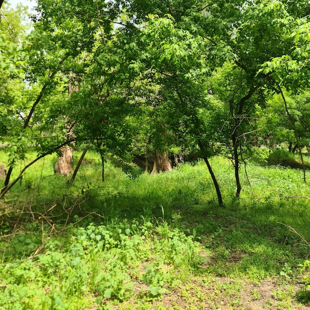 A forest with trees and grass and a sign that says " wild "