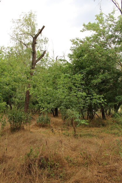 Foto una foresta con alberi ed erba