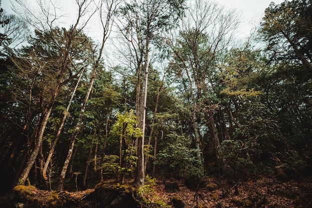 A forest with trees and leaves on the ground