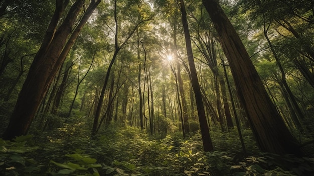 A forest with trees and the sun shining through the trees