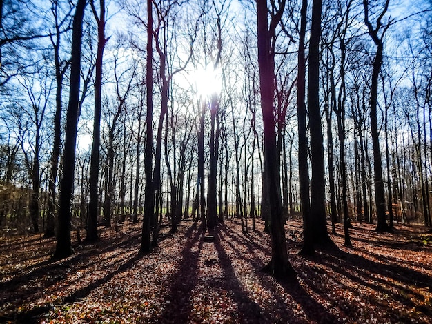 A forest with trees and the sun shining through the trees