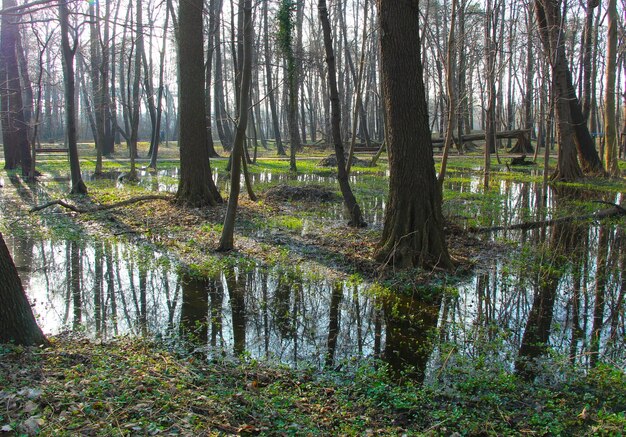 Photo a forest with trees and a swamp with a reflection of trees in it