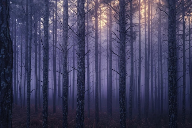 A forest with trees that are mostly bare and have a foggy atmosphere