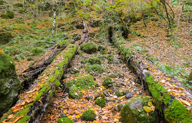 Forest in Yedigoller National Park Turkey