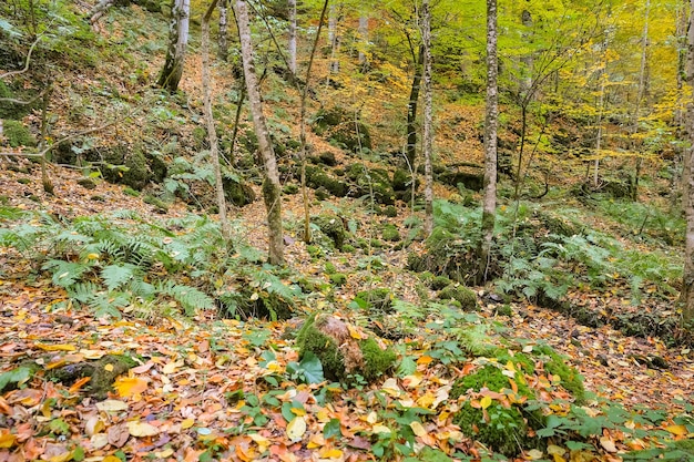 Forest in Yedigoller National Park Turkey