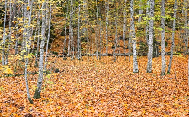 Лес в национальном парке Йедиголлер, Турция