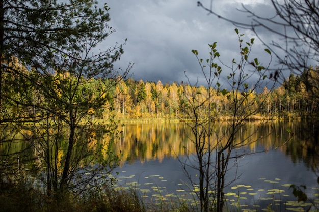 Forest of yellow autumn trees reflecting in calm lake