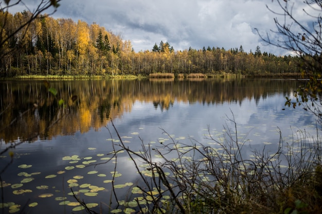 穏やかな湖に映る黄色の秋の木々の森
