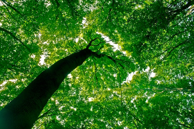 写真 森