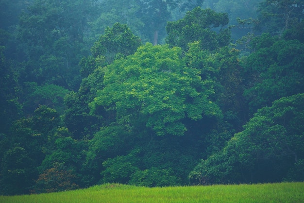 Forested mountain slope in low lying cloud with the evergreen conifers shrouded in mist