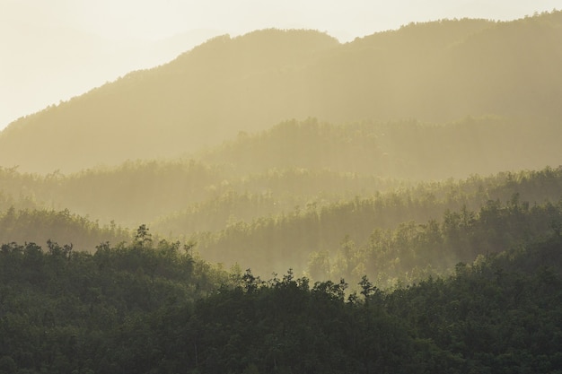 Forested mountain slope in mist in a scenic landscape view