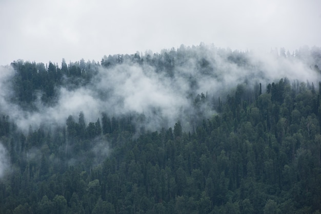 Pendio di montagna boscosa