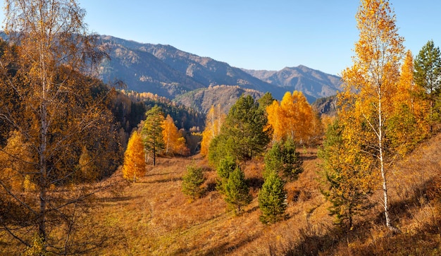 Forested mountains autumn nature