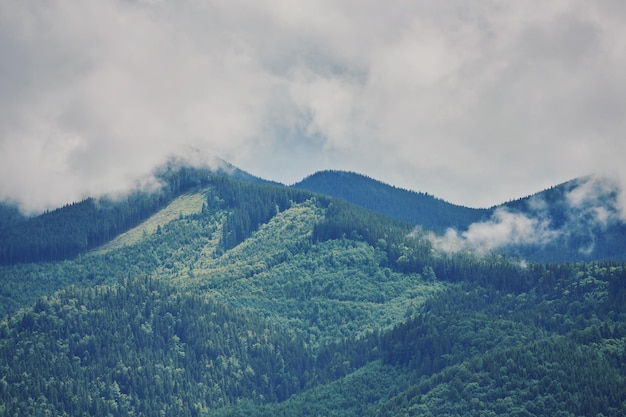 Forested rolling hill on a cloudy day lovely nature scenery of mountainous countryside