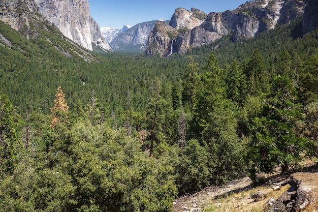 Forested valley in Yosemite on a Summer's Day