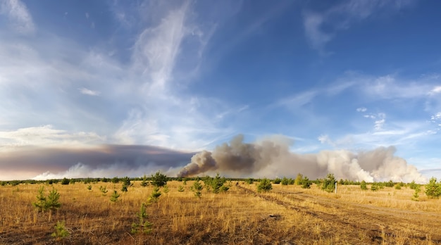 Forestfire nature disaster Burning forest