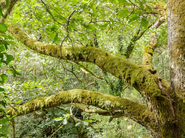 Forests around the Mao river in Orense, Galicia