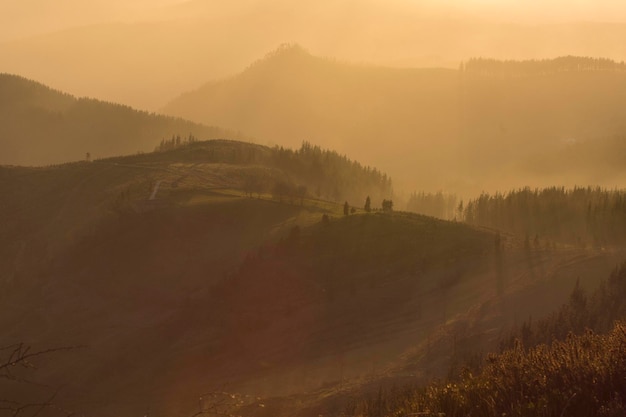 forests in the mountains under the sunset golden light