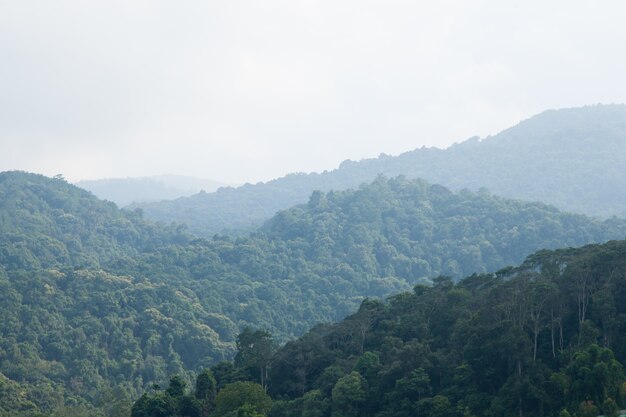 Forests and mountains