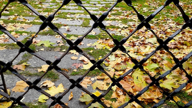 Forge fence the ground full of dry leaves in autumn