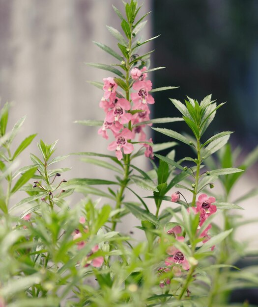 Photo forget me not angelonia goyazensis benth digitalis solicariifolia name purple flower is a single flower but sticking out together according to the beginning or the fork