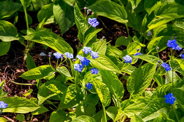 Forget me not blooming flowers and petals