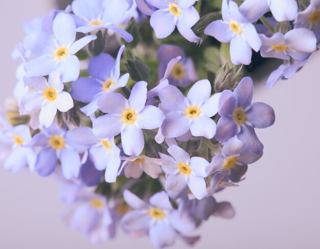 Photo forget-me-not flowers close up on a blue background