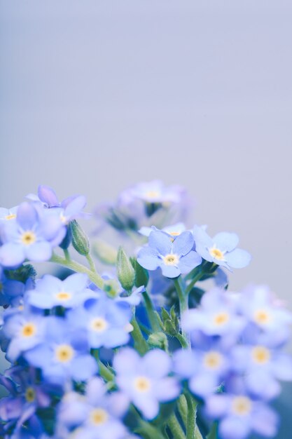 ワスレナグサの花が青い背景にクローズアップ