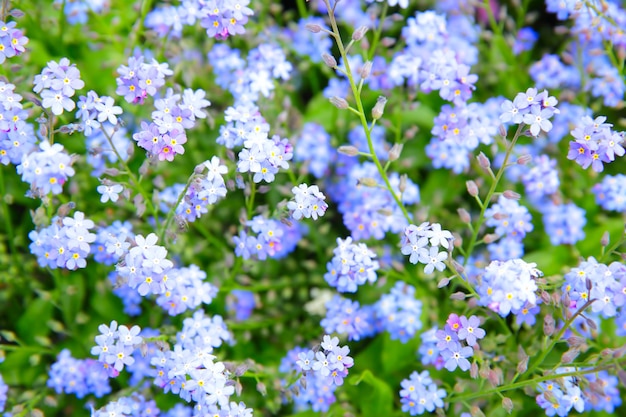 Незабудка цветы (Myosotis sylvatica) в саду. Малая глубина резкости!