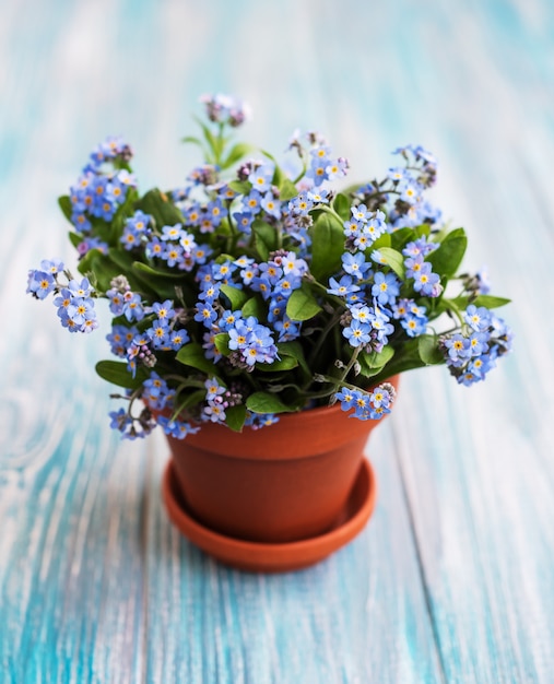 小さな植木鉢に忘れな草の花