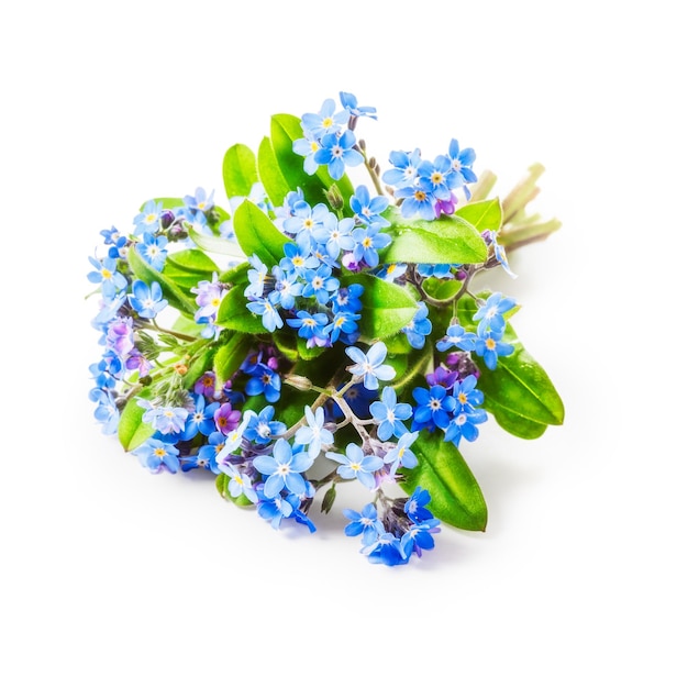 Forget me not flowers