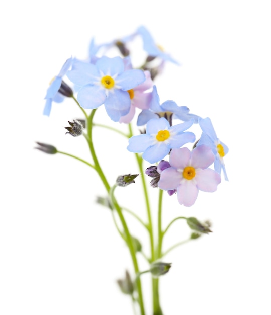 Forget-me-nots flowers, isolated on white