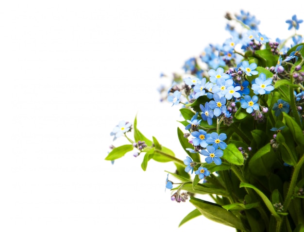 Forget-me-nots flowers