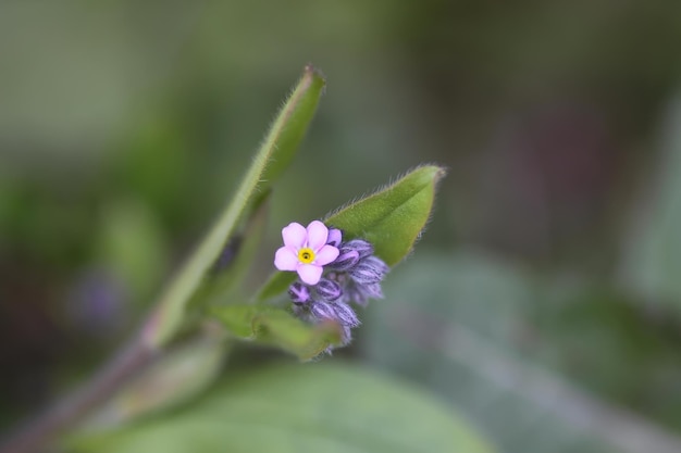 ワスレナグサ春の庭に咲く小さな花