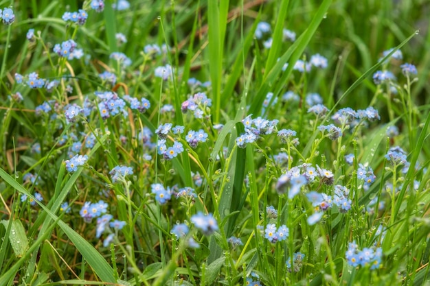 Forget me not spring blue flowers