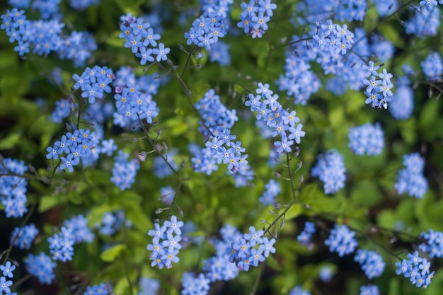 Forgetmenot flower macro with bright green leaves