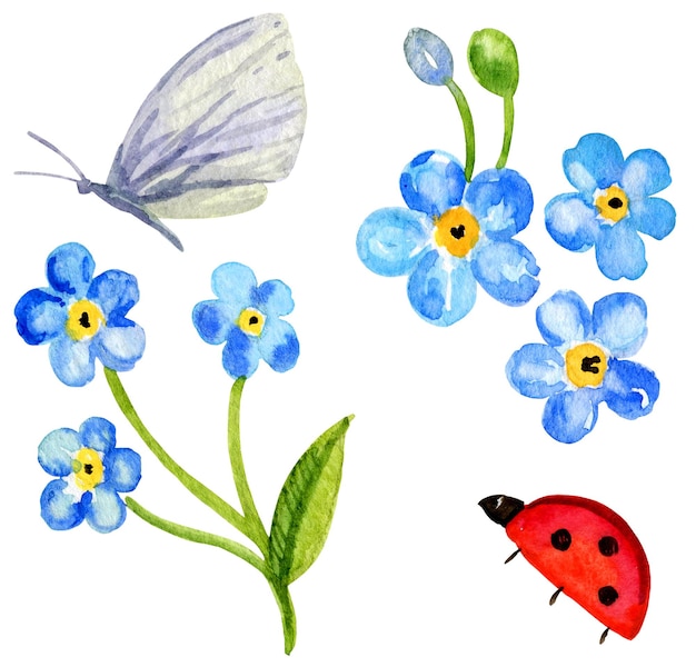 写真 forgetmenot花夏の花水彩手描きスケッチ蝶とレディバッグ夏