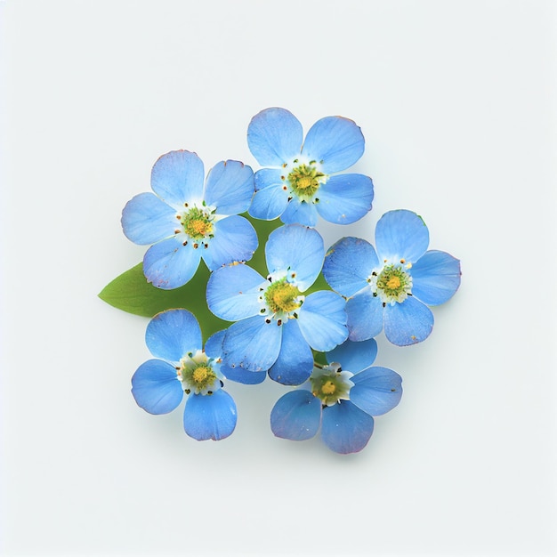 Forgetmenot flower in a top view isolated on a white background suitable for use on Valentine's Day cards