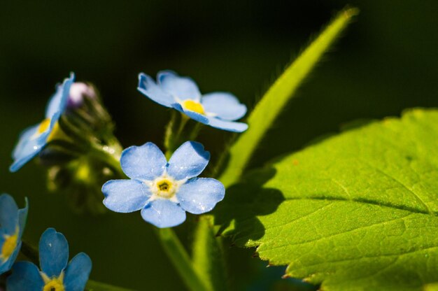 Forgetmenot flower with blue petals and yellow center Flower in macro with green leaf on blurred background Postcard or wallpaper