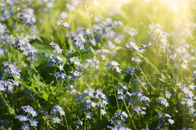 Forgetmenot flowers background