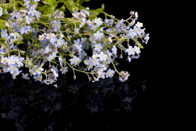 Forgetmenot flowers on a black background