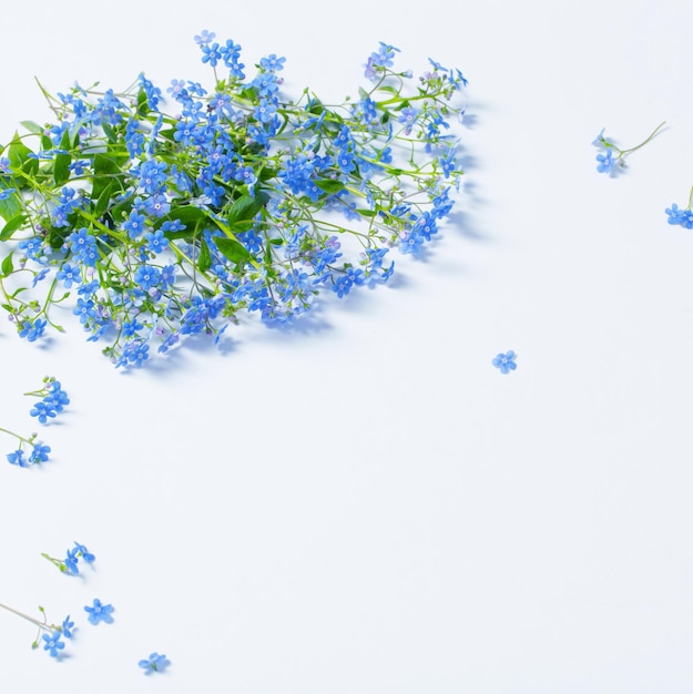 Forgetmenot flowers on white background