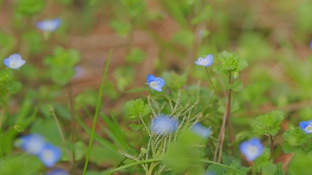 밝은 초록색 잎을 가진 잊지 마십시오 꽃은 봄 잔디에 작은 파란 잊지마십시오 꽃