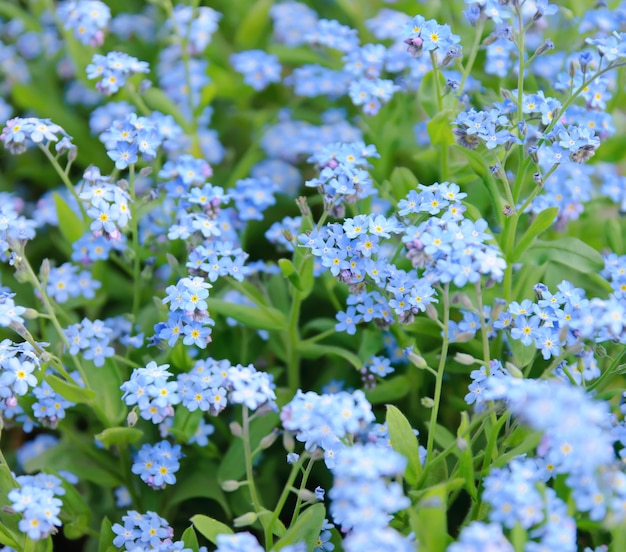 Forgetmenot flowers