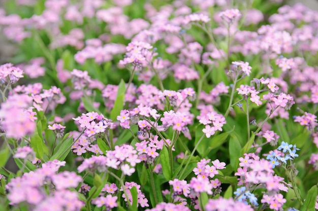 Forgetmenot flowers