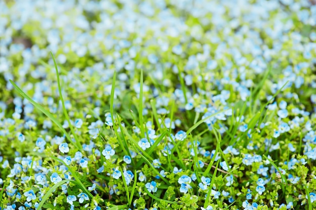 Forgetmenot flowers