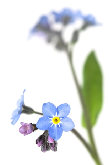 Forgetmenot