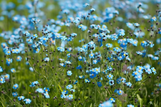 Forgetmenots flowers in the meadow