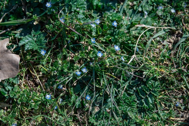 日中の緑の草のワスレナグサ