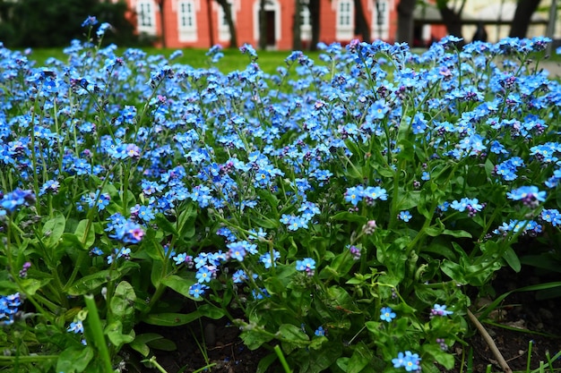 Forgetmenots Myosotis bloeiende blauwe planten in de familie Boraginaceae Forgetmenots of schorpioengrassen Myosotis alpestris kleine bloemen voor het decoreren van gazons en bloembedden Tuinaanleg